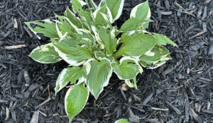 what's eating the hosta?