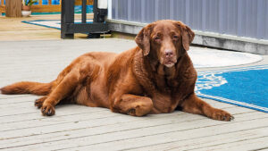 dharma after toenail trim