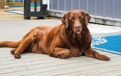 trimming dog toenails is a traumatic event