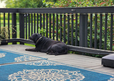 Merida enjoying the deck