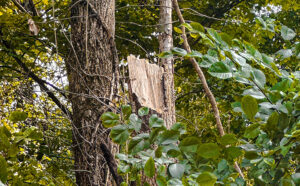 downed ash tree