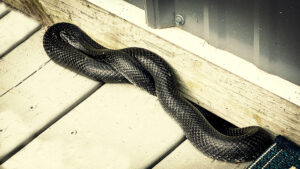 black rat snake