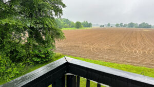 newly planted crop