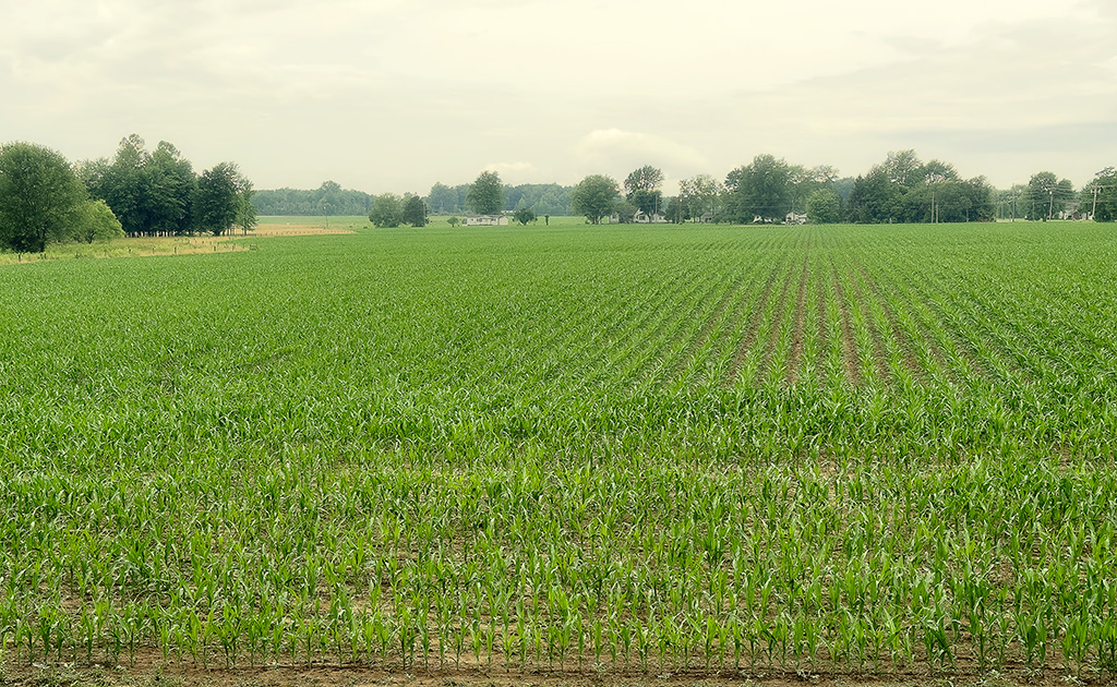 crop of field corn