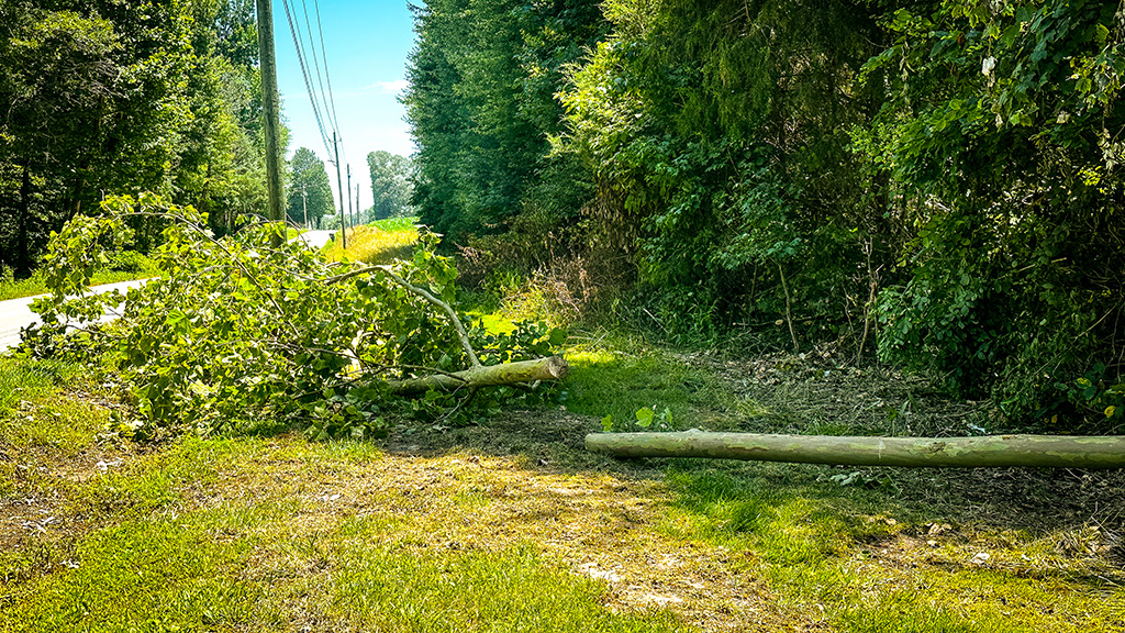 another tree downed by the storm