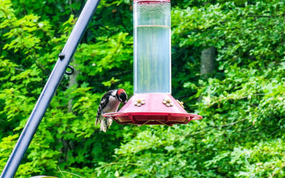 birds are thirsty when it’s hot