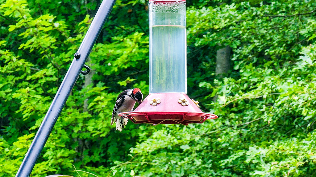 woodpecker at hummingbird feeder