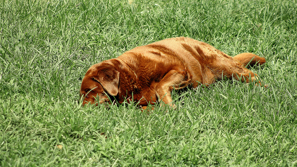 Dharma in grass