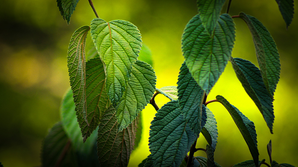 leaves of snowball bush