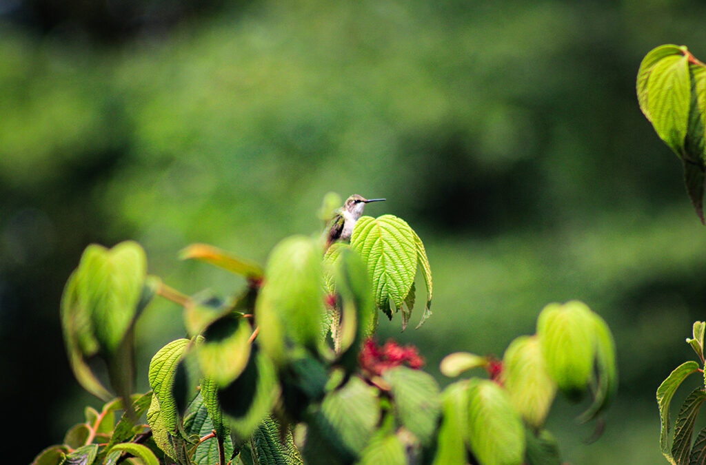 hummingbirds this year are smaller than last year