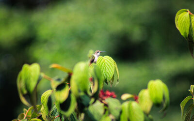 hummingbirds this year are smaller than last year