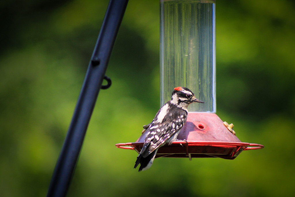 woodpecker on feeder