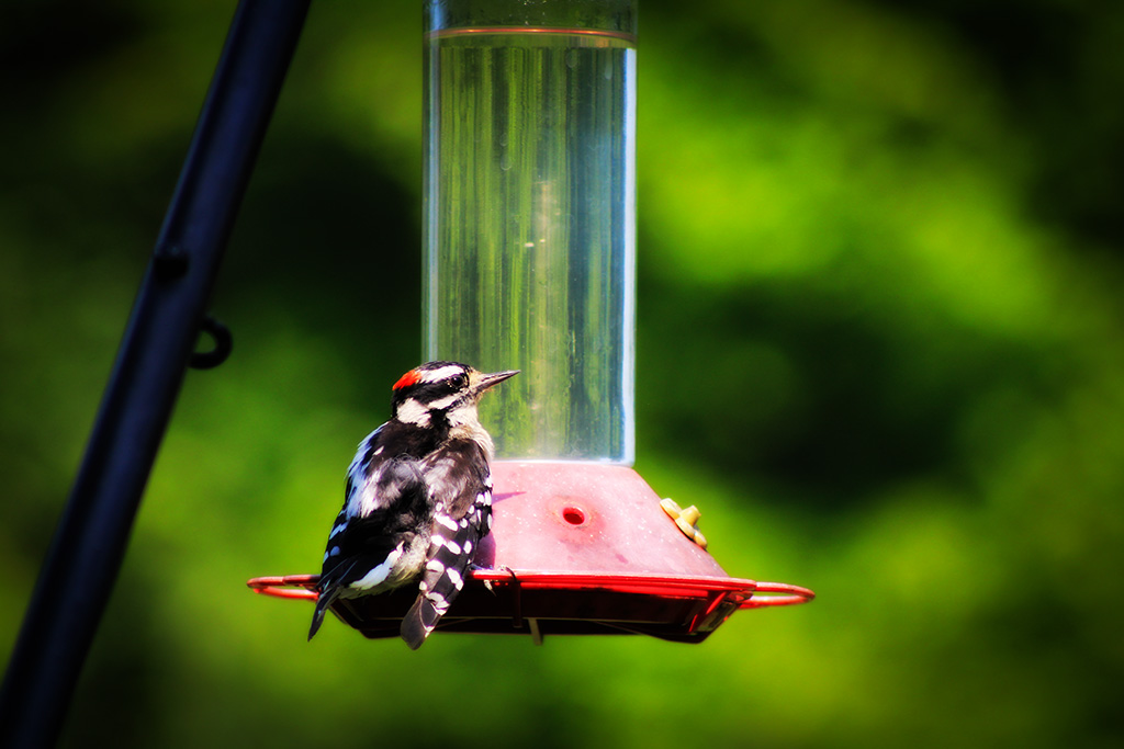 Redheaded Woodpecker