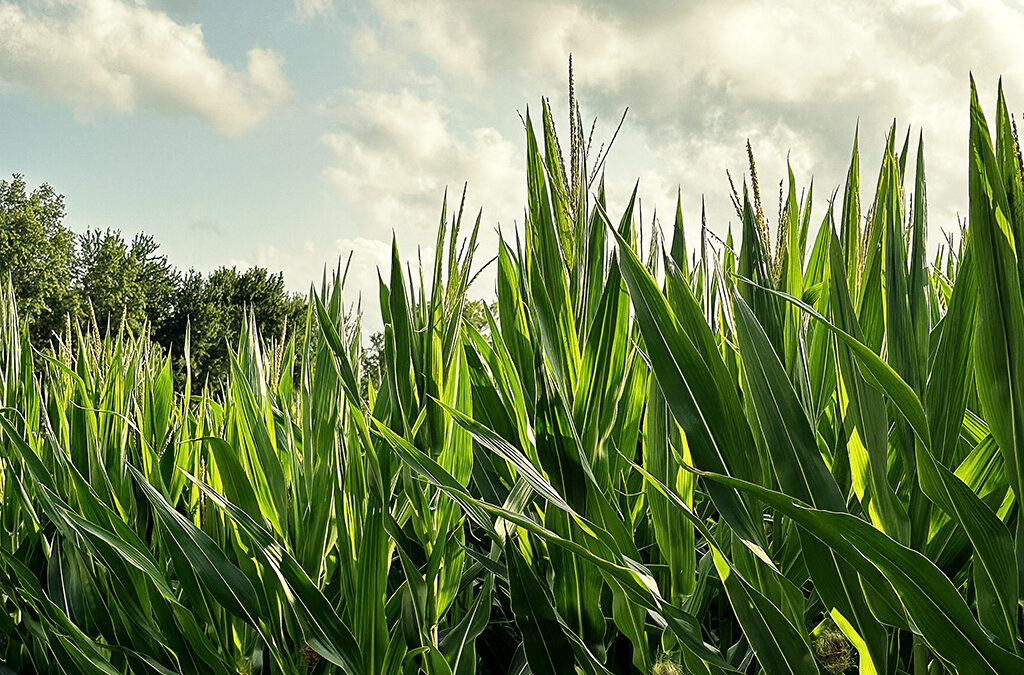 signs summer is fading fast in rural Indiana