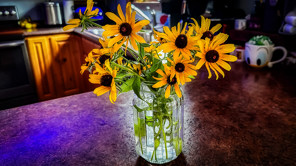 black-eyed susans in a vase