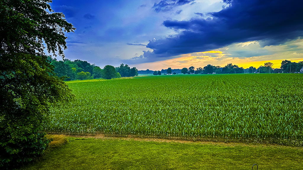 cornfield in July in Indiana