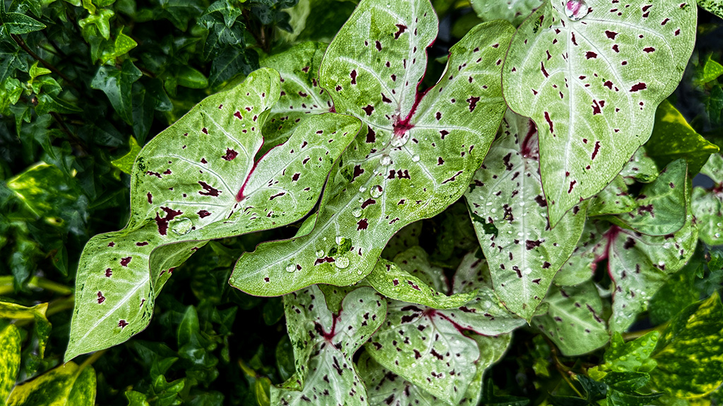 raindrops on plant