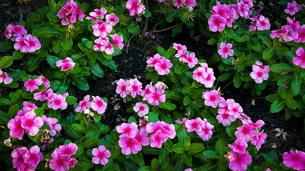 impatiens in my garden