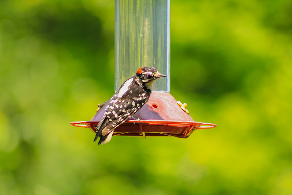 woodpecker in 3:2 ratio