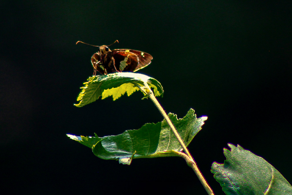 moth on leaf