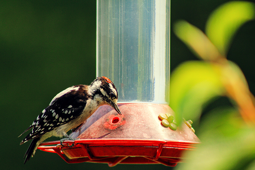 woodpecker bully