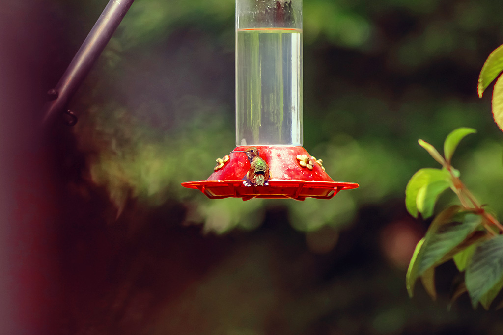 hummingbird on feeder