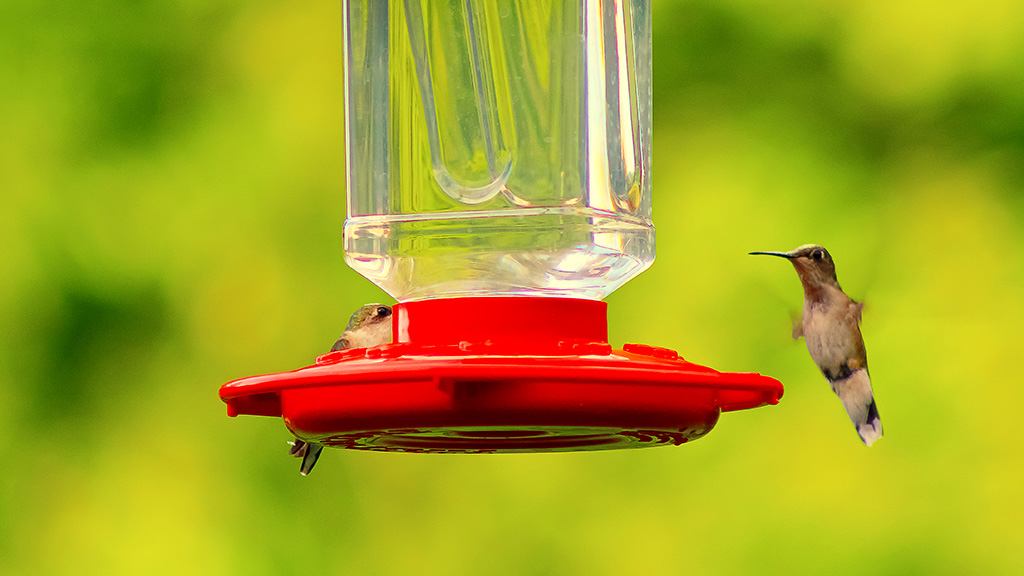 hummingbird freeloaders