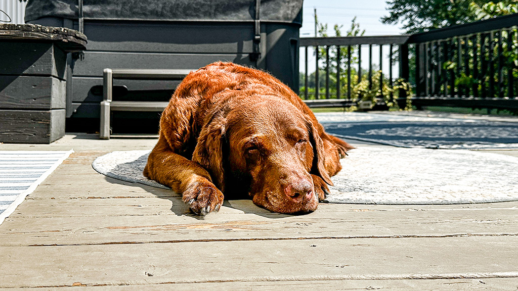 Repping chocolate labs around the world