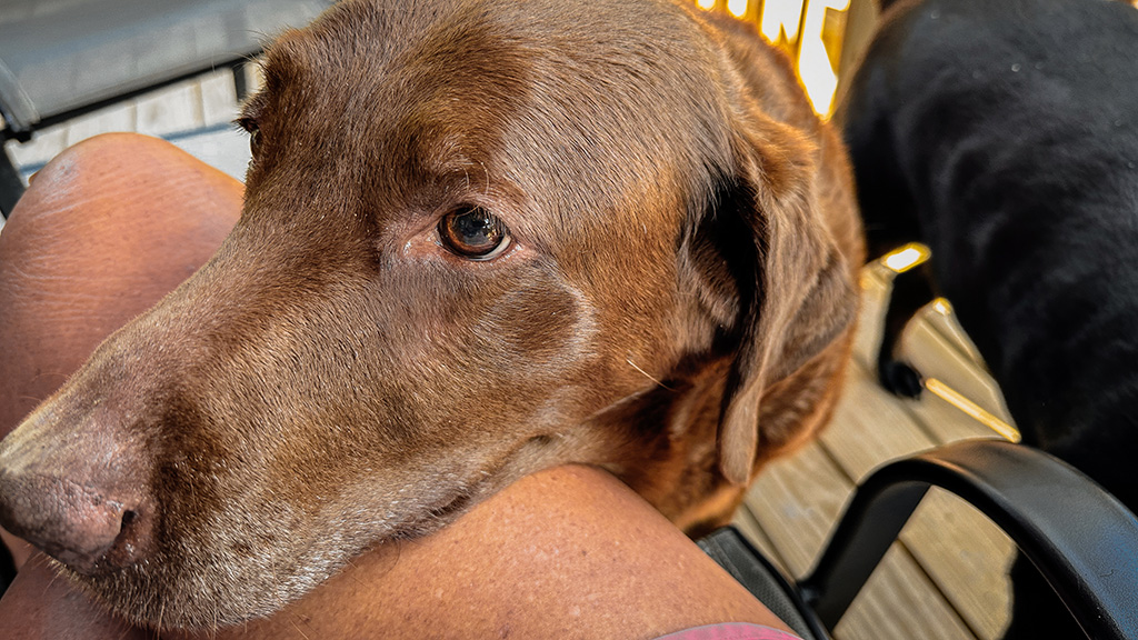 dharma in the dog days of summer