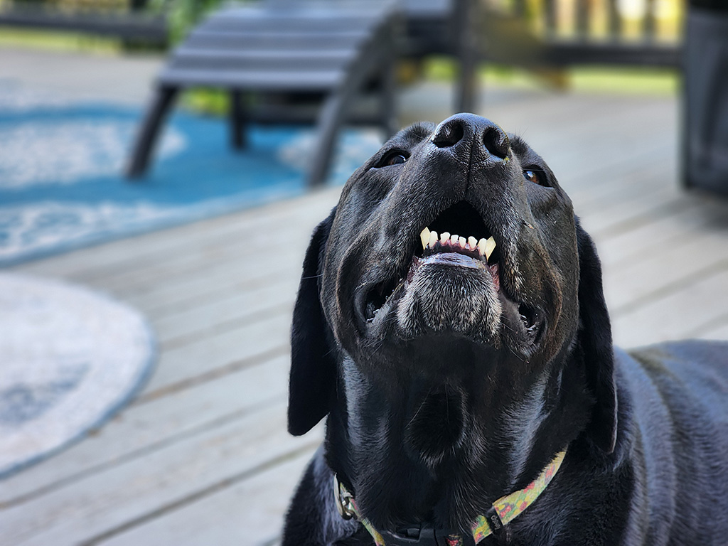 Happy puppy, Merida