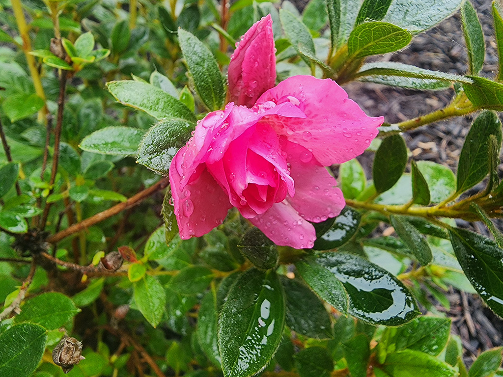 blooming pink azalea