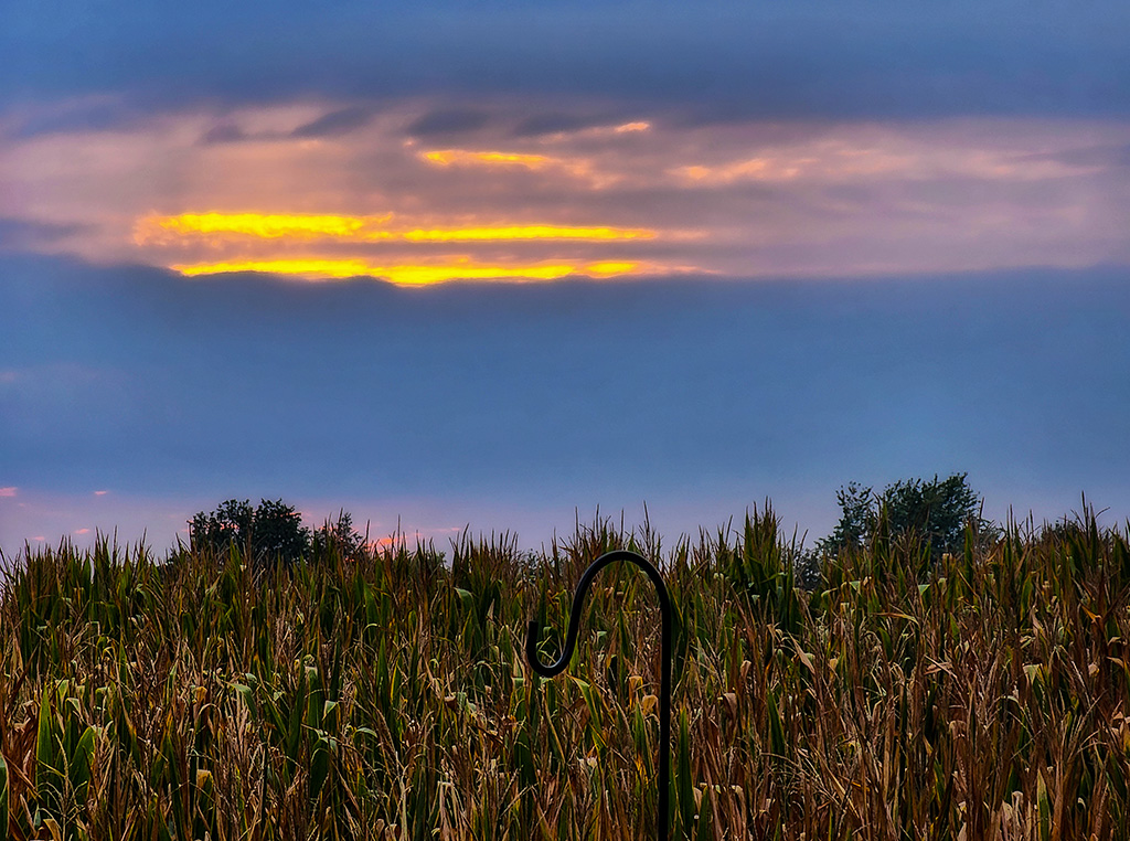 corn still green here