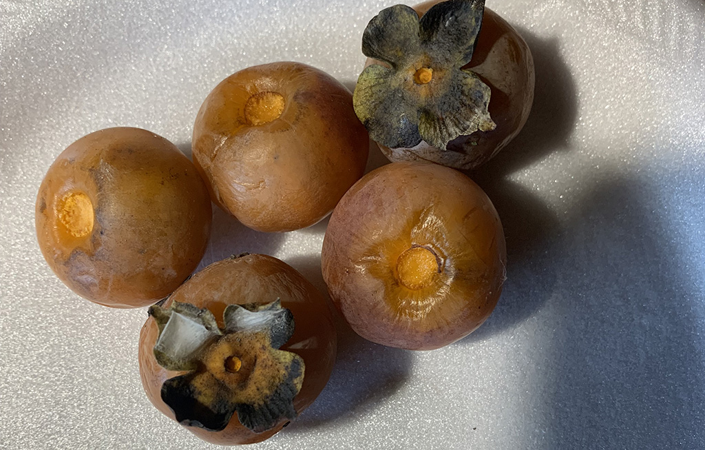 Indiana persimmons