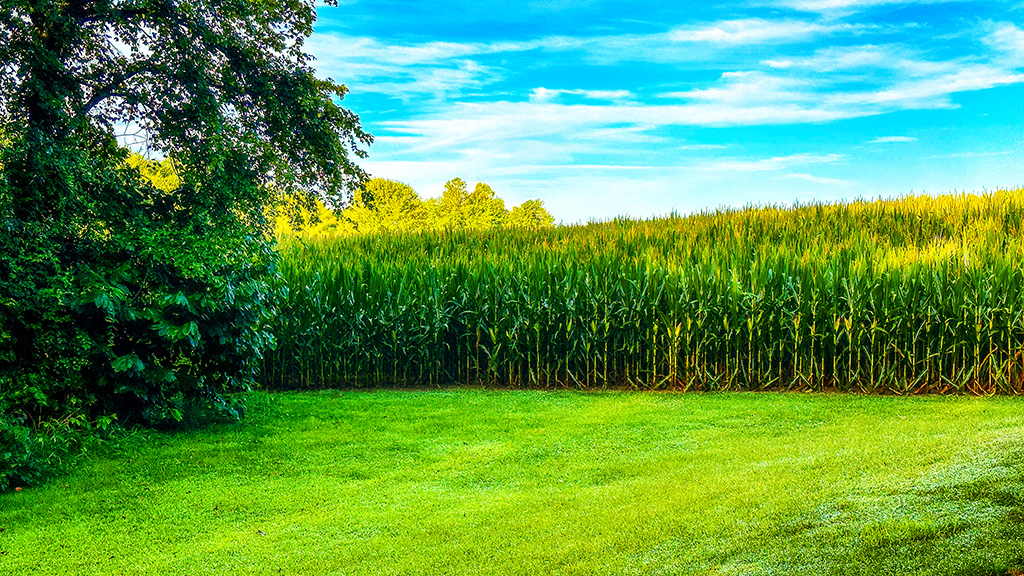 Indiana field in late summer