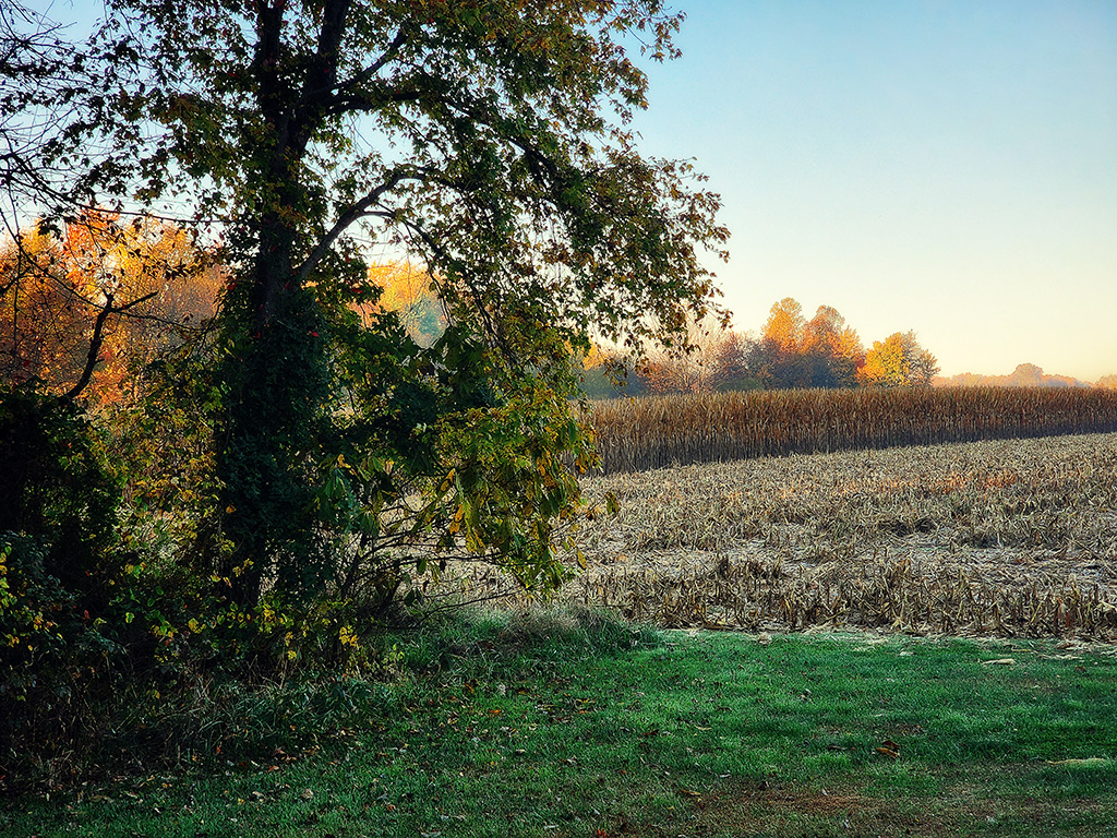 last of the corn has been harvested