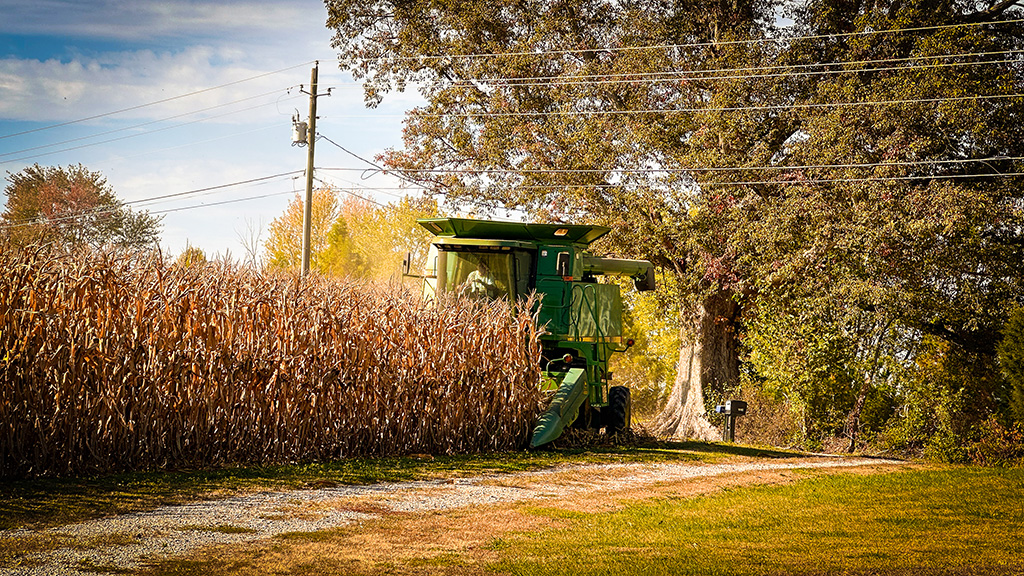 harvesting the corn