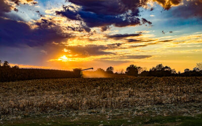 corn is nature’s privacy fence