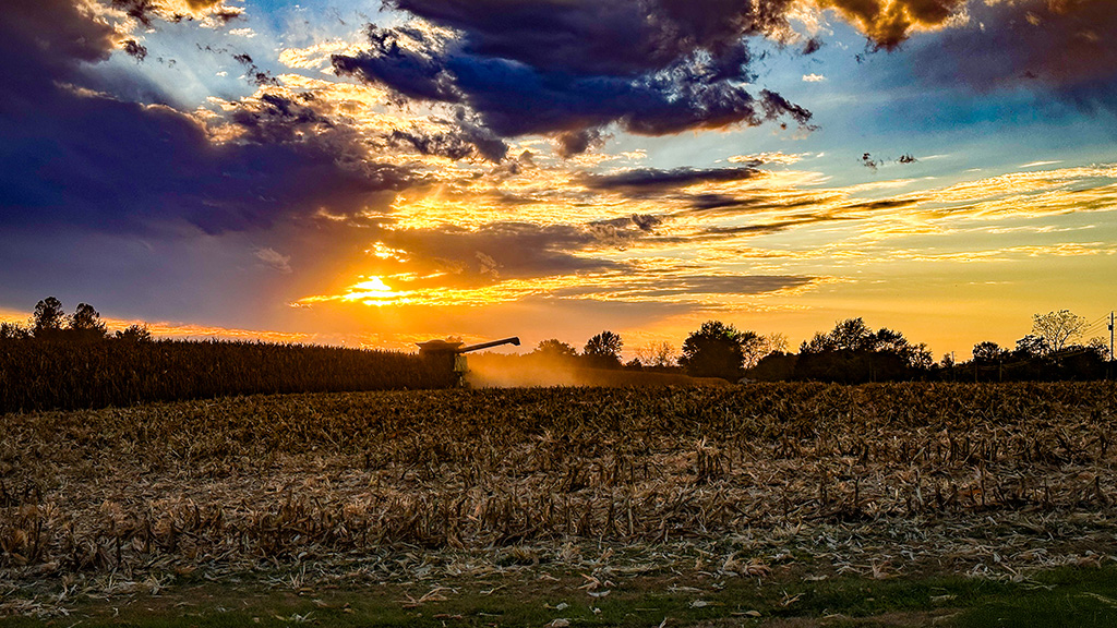 harvesting at sunset