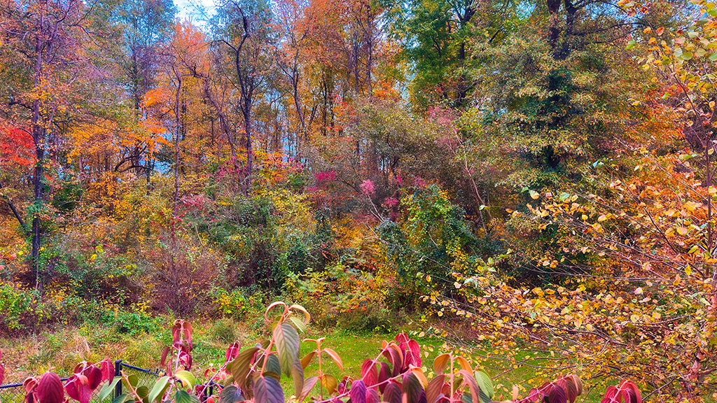 fall colors at peak