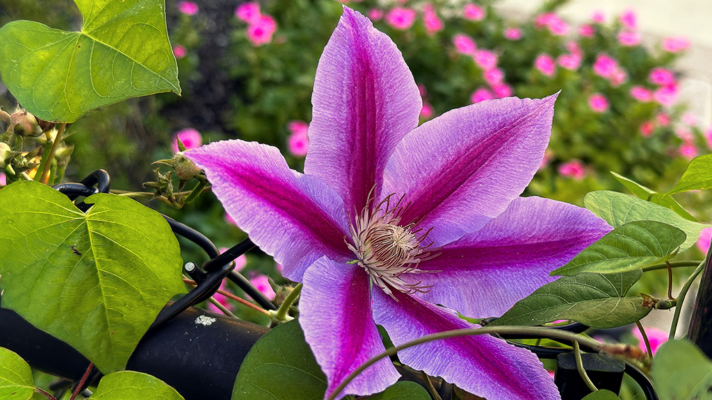 fall blooming flower