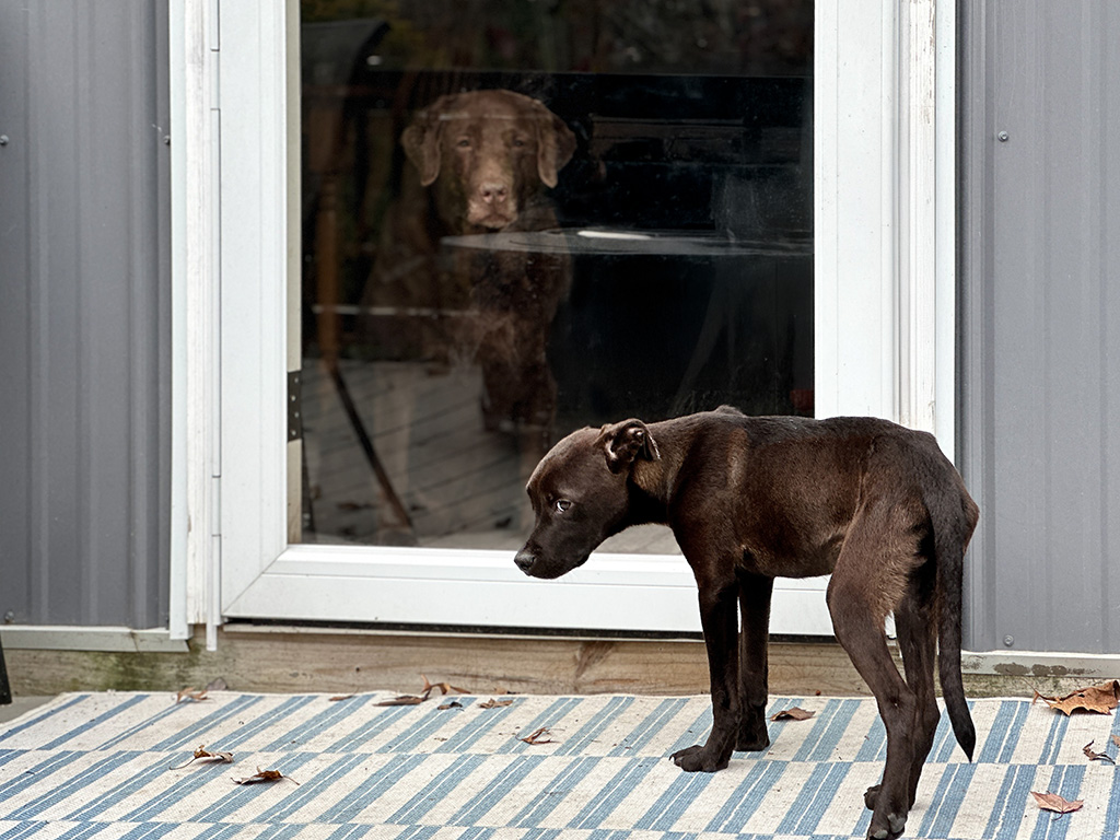 Dharma on watch over puppy