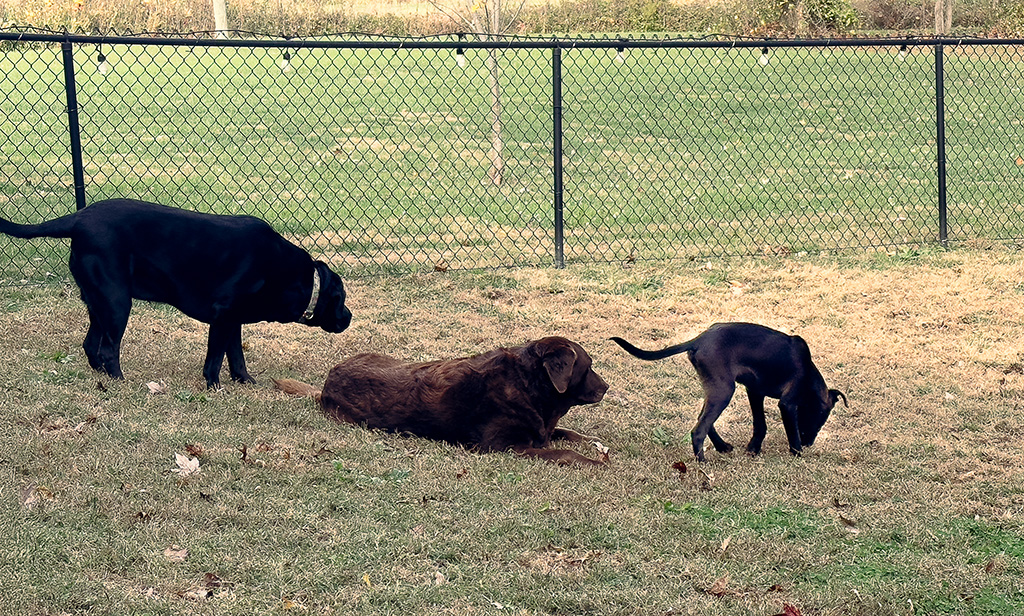 Merida, Dharma & Hugo