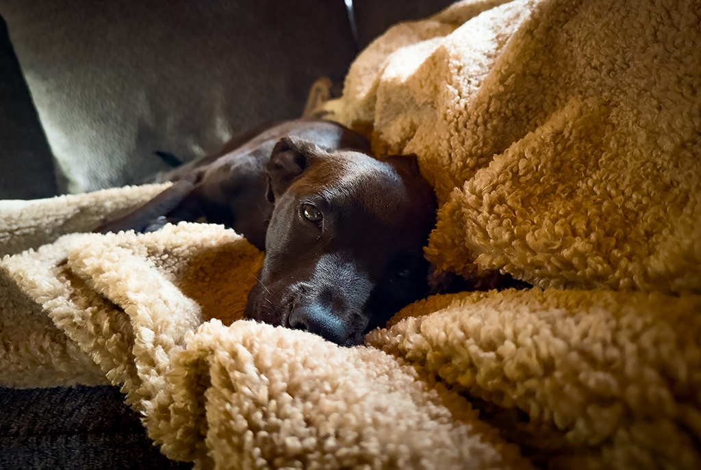 sick puppy Hugo