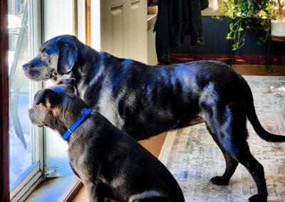 Hugo & Merida: week #3