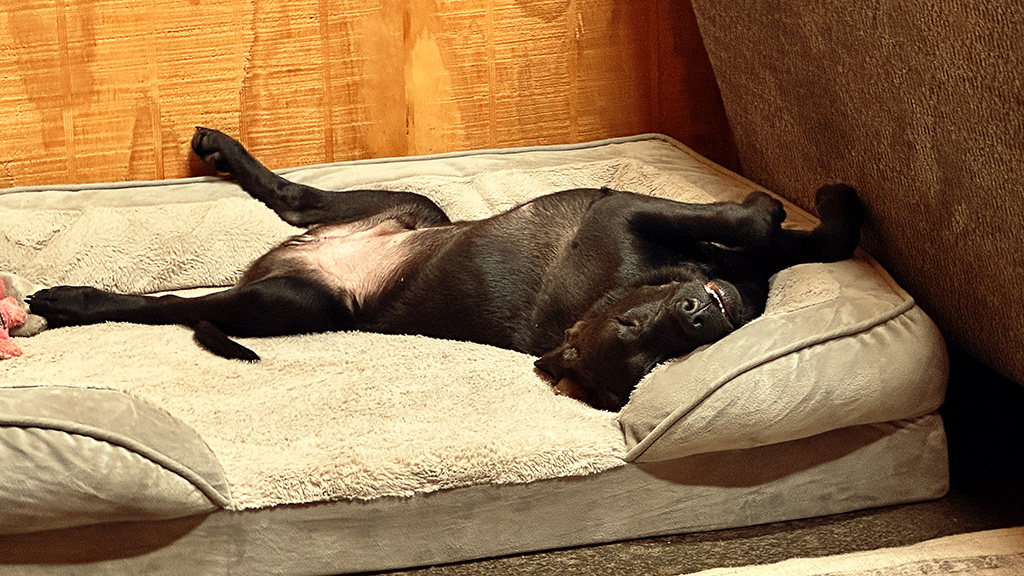 Hugo couldn't hang with the big dogs