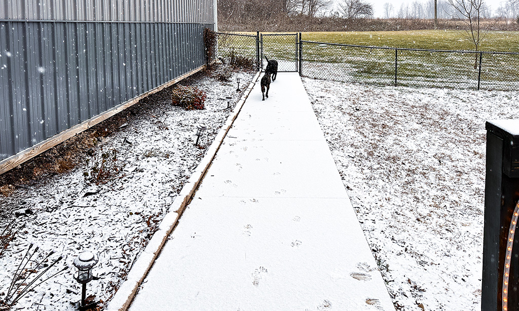 puppies in the snow