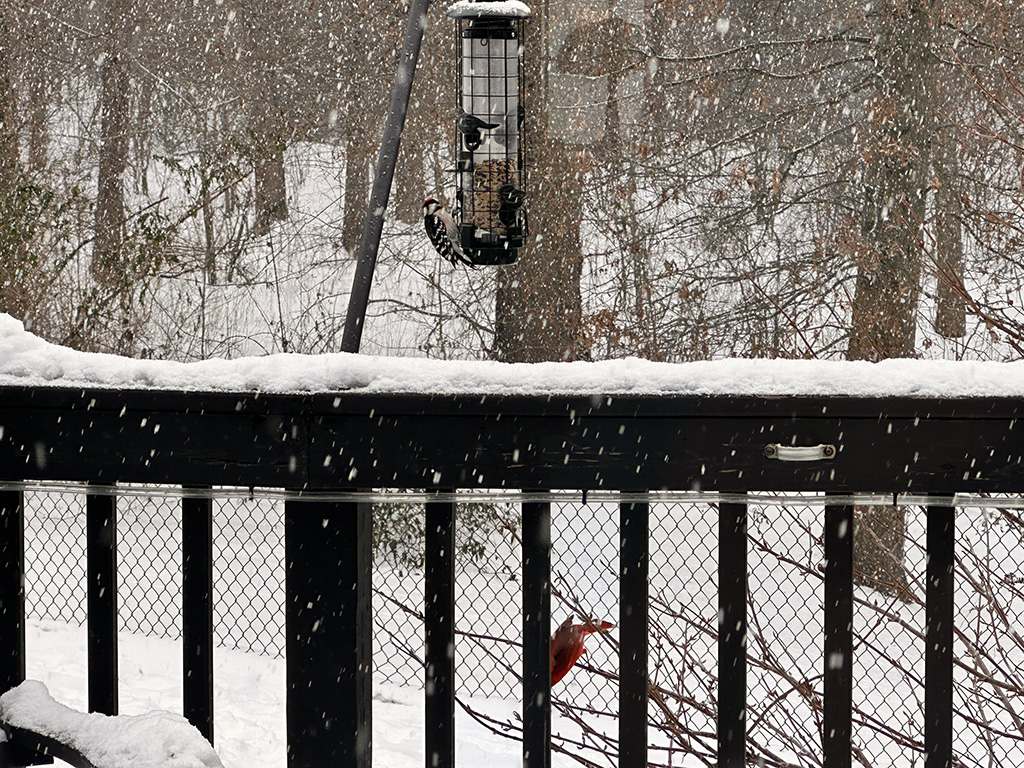 birds eating in the snow