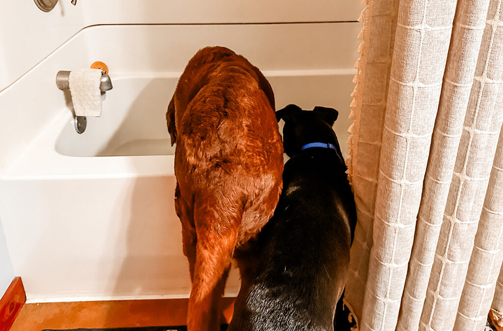 unlike humans, dogs can sleep anywhere they feel safe