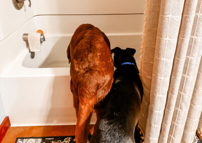 bath day for Hugo: week #4