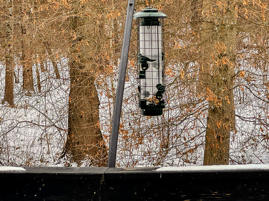 bird feeder in the snow